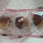 梅咬檸檬 100g