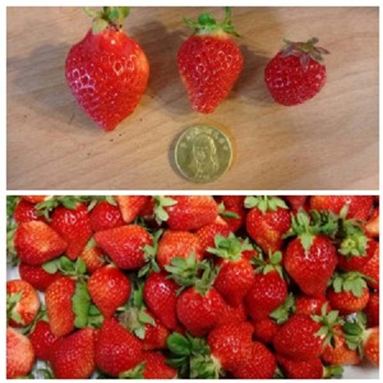 大湖馬拉邦山草莓🍓(大)