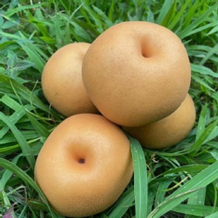 梨山蜜雪梨6一組