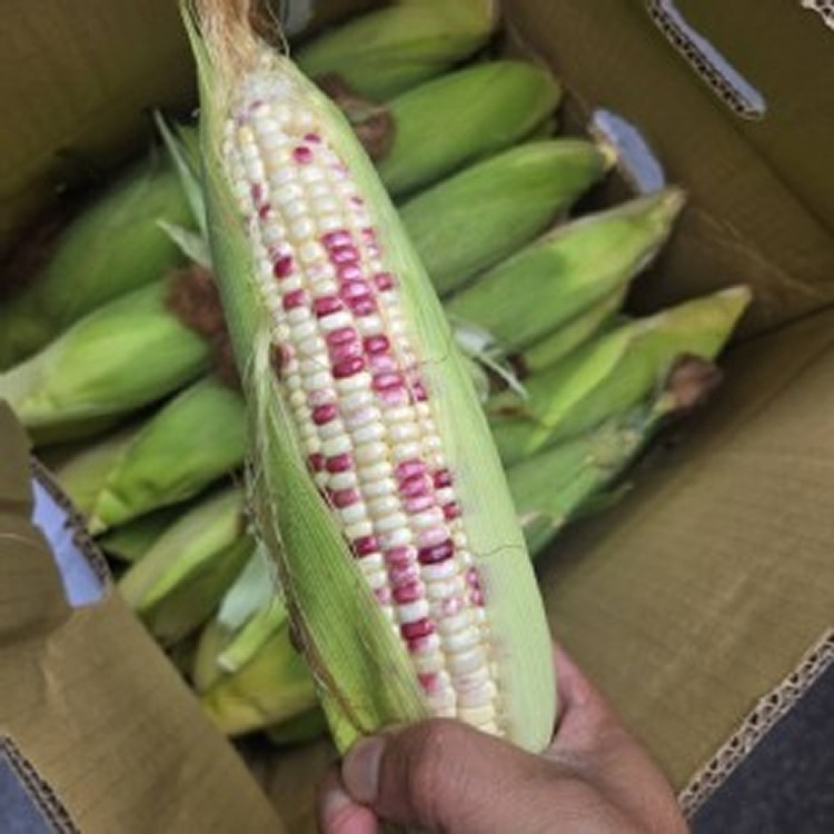 彩虹糯米玉米 (1袋6隻)