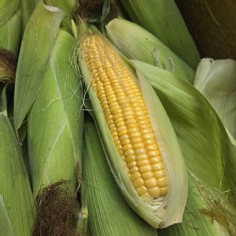 甜黃玉米 (1袋6隻)