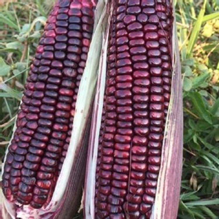 花青素爆滿黑寶珍珠玉米 1450-1550克 約4-7隻