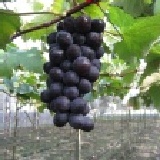★原豐果園巨峰葡萄★C區預購中~具生產履歷(較吉園圃更嚴格的認証)~吃有機質肥料長大的葡萄… 特價：$300