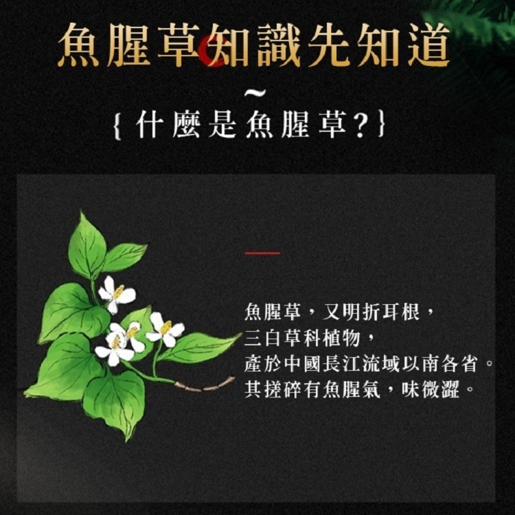 和春堂漢方補氣魚腥草茶 1袋10包裝
