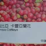 熙舍精品豆~哥倫比亞 卡蕾亞蘭花