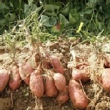 地瓜(蕃薯),農產地直銷 無農藥地瓜,黃肉,1斤15元(不含運)