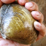 【鮮甜肥美馬蹄蛤】手掌一樣大的蛤蜊，產地現撈直送！