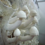 新鮮白精靈 特價：$100