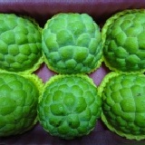 蓮霧王 台東之美~大目釋迦 精品特級 產地直銷 肉Q味美汁甜 每單顆1斤重以下 6粒裝 大約5斤重 買到賺到 特價：$450