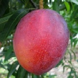 看海的枋山愛文芒果 獨特的栽培地、孕育出絕佳風味的看海芒果，精選7-8粒裝5斤重，精美包裝，送禮自用兩相宜，現預購中~