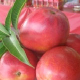 看海的枋山愛文芒果 獨特的栽培地、孕育出絕佳風味的看海芒果，精選10粒裝5斤重，精美包裝，送禮自用兩相宜，現預購中~