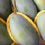 龍眼蜜芒果(天王級芒果) 超甜、稀少、珍貴、顛覆傳統的，龍眼味芒果。5-8粒5斤禮盒裝。 特價：$450