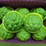 《蓮霧王》台東之美~大目釋迦 精品三級 8粒裝