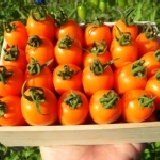 甜蜜蜜小蕃茄 品種:橙蜜香 -南科園區特級優惠方案 小箱5斤(含箱子)