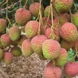 高雄大樹玉荷包出貨囉~3斤裝$299不催熟無毒農藥水果唷! 特價：$299