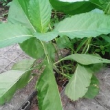 消渴草~熱炒!汆燙!煮火鍋!