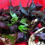 有機農場栽種藥草蔬菜~藥用地瓜葉~200g/包$50