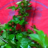 有機農場栽種~鴨掌艾~又稱皇帝菜~200g/包$50~