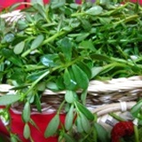 有機農場栽種~藥草蔬菜~馬齒莧~又稱豬母菜~