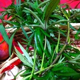 有機農場栽種藥草蔬菜~七爪地瓜葉~減重聖品~