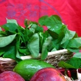 有機農場栽種~藥草蔬菜~小槐花~