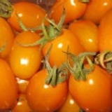 美濃橙蜜香小番茄+櫻桃小丸子5斤裝
