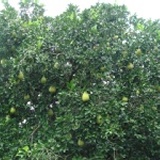 吉園圃認證!有機栽種~老欉極品文旦禮盒(十斤裝)每箱約11~13顆 8月22日寄出~