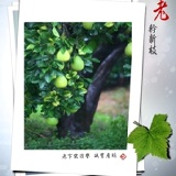 有機載重有吉園圃安全蔬果認證~老欉極品文旦禮盒(五斤裝)