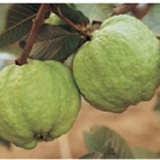 高雄燕巢區水晶芭樂開賣囉!有機栽作1袋3斤裝120!解食安除毒素最佳首選!