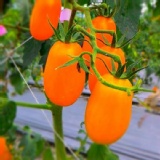 有吉園圃認證無毒蔬果~正宗美濃橙蜜香小番茄~1斤裝$89