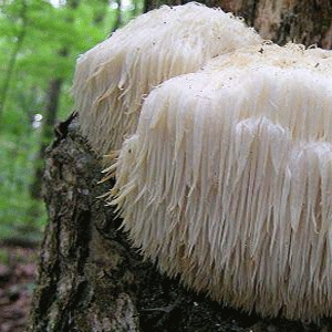 新鮮猴頭菇 特價：$150