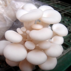 新鮮白雪菇(季節限定)