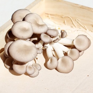 新鮮藍寶石菇