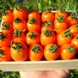 【10斤裝】甜蜜蜜小蕃茄 品種：橙蜜香