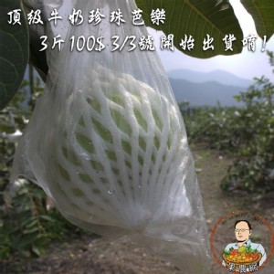 燕巢珍珠芭樂