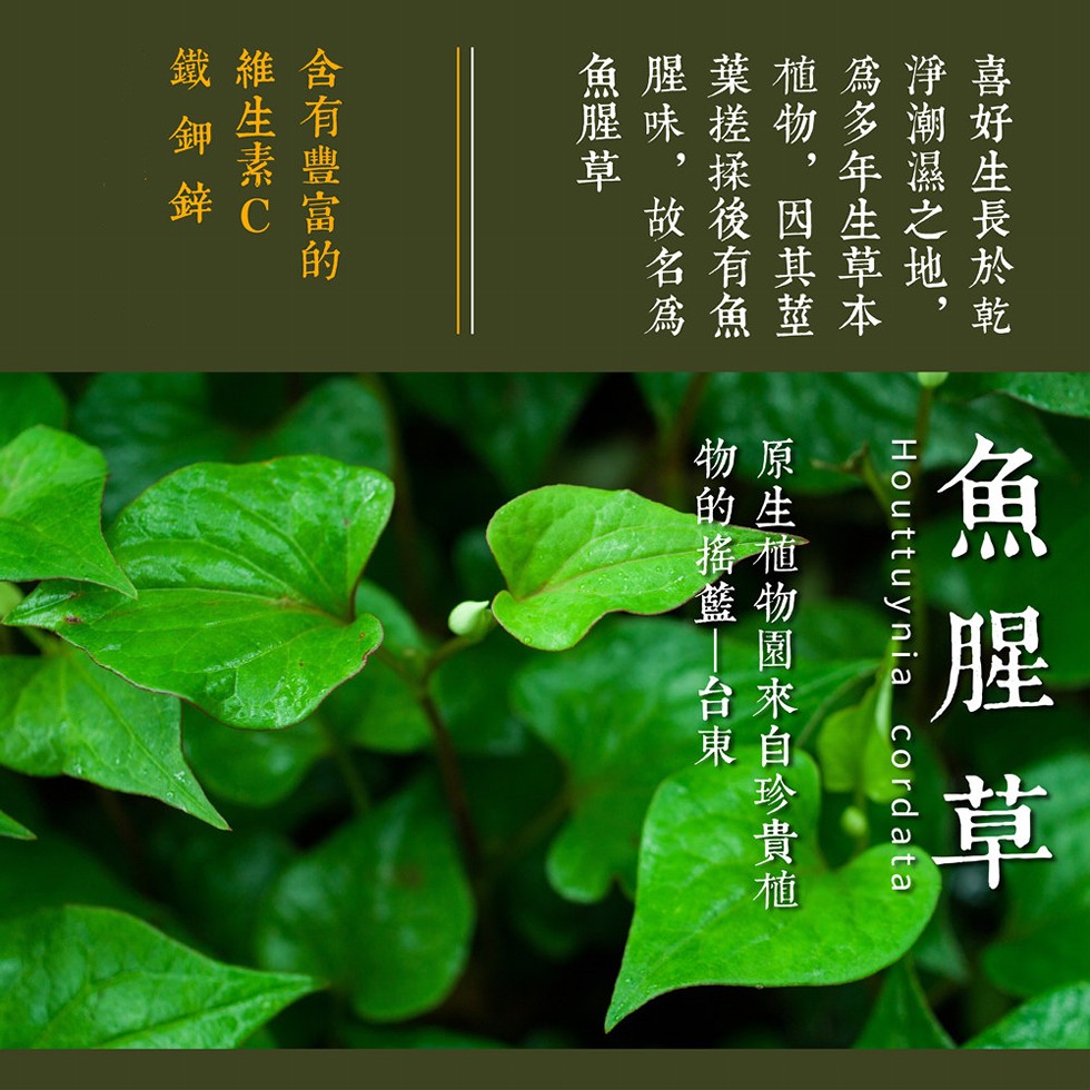 魚 腥 草，喜好生長於乾，淨潮濕之地,為多年生草本，植物,因其莖，葉搓揉後有鱼，腥味,故名為，原生植物園來自珍貴植，物的搖籃台東，魚腥草，含有豐富的，維生素C-鐵 鈿 鋅。