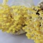 新鮮珊瑚菇