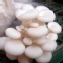 新鮮白雪菇(季節限定)