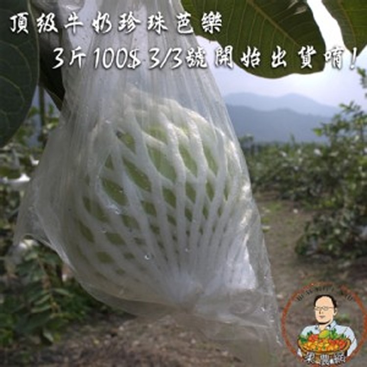 燕巢珍珠芭樂