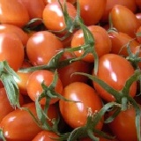 金讚溫室番茄 特價：$100