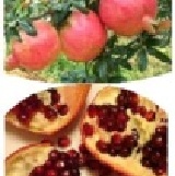 石榴 / 顆 特價：$57