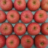 青森 - 陽光富士(蜜蘋果) 約275G/顆 特價：$45