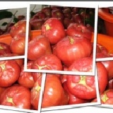 綠農 - 水底的珍珠 屏東水底寮的蓮霧 / 2斤 特價：$156