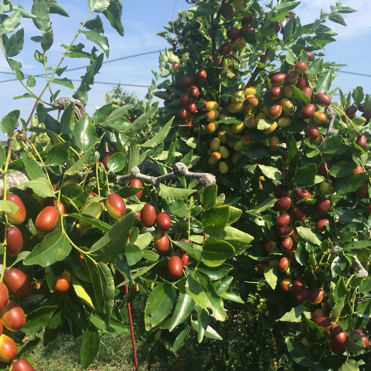 藏山椿工坊-棗果子紅棗乾