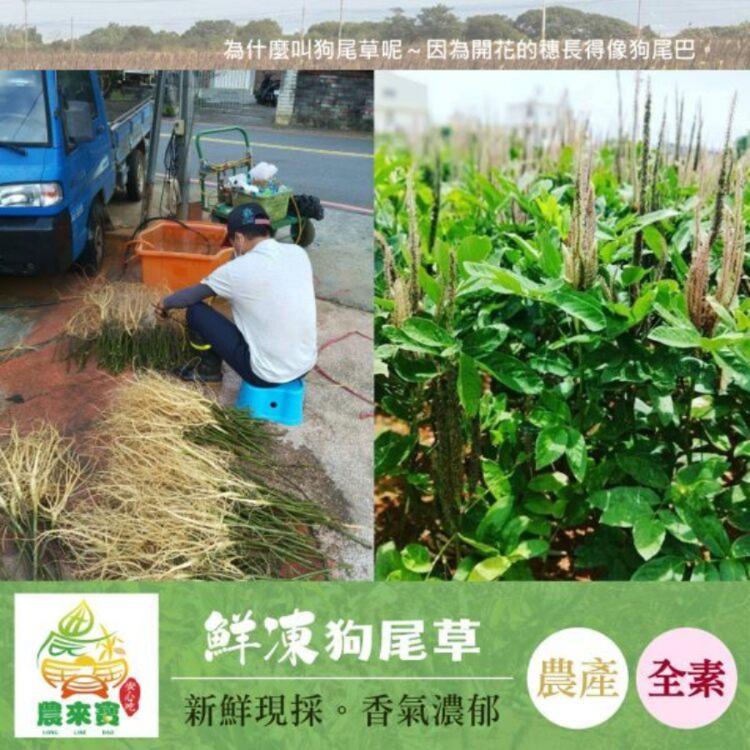 【農來寶】鮮凍狗尾草