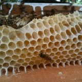 蜂巢蜜 蜂蜜口香糖