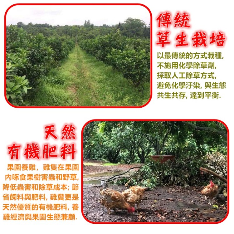 台東大目釋迦嚴選外銷等級