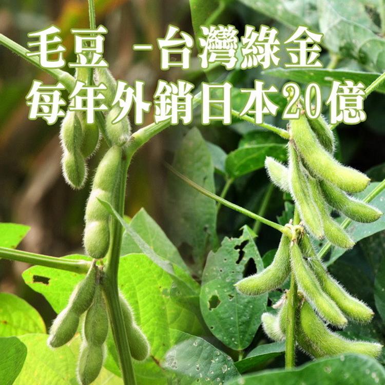 台灣【特A級】冷凍毛豆仁1公斤(加熱食用)