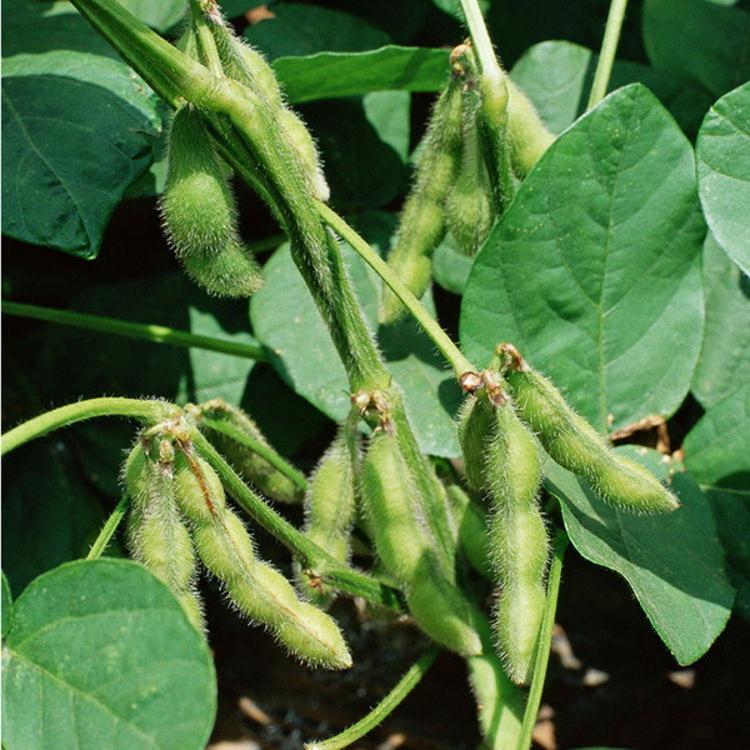 台灣【特A級】冷凍毛豆仁1公斤(加熱食用)