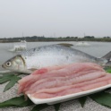 虱目魚柳條 (虱目魚里肌)